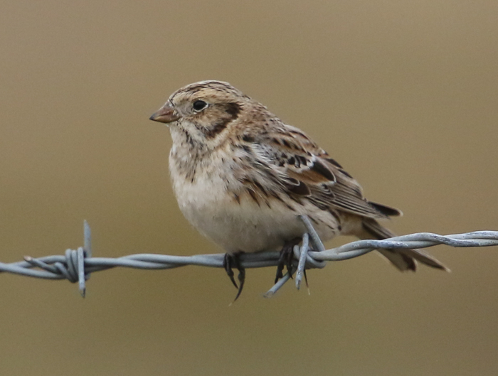Lapland Bunting