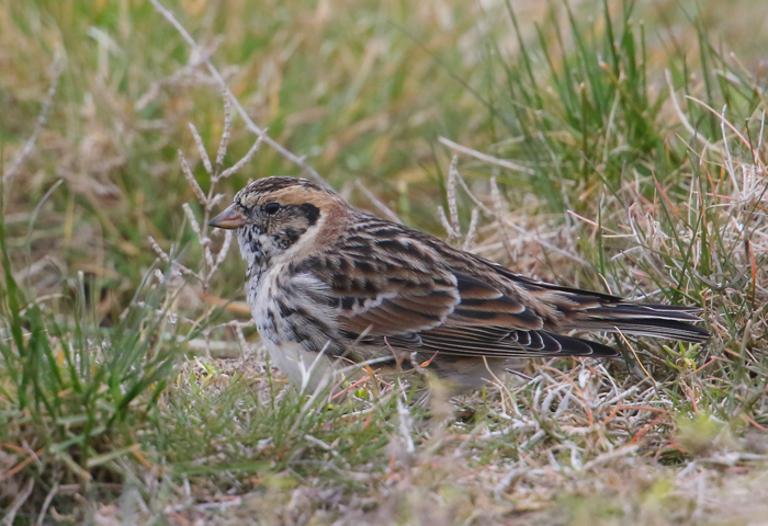 Lapland Bunting