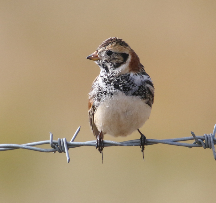 Lapland Bunting