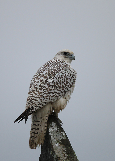 Gyr