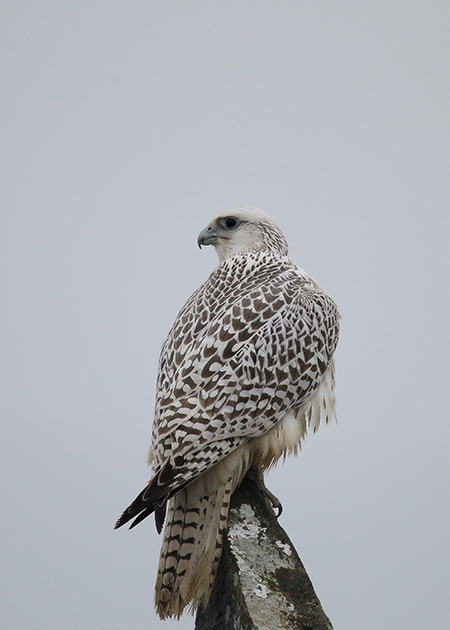 Gyr