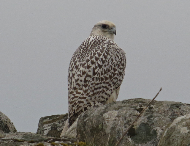 Gyr