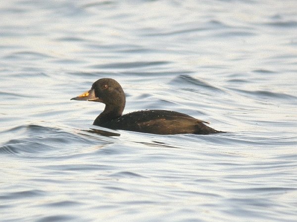 Common Scoter