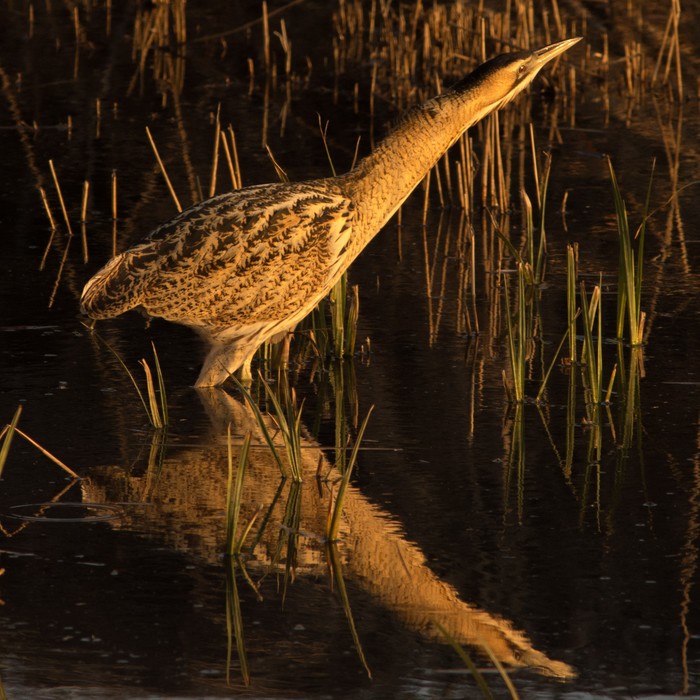 Bittern
