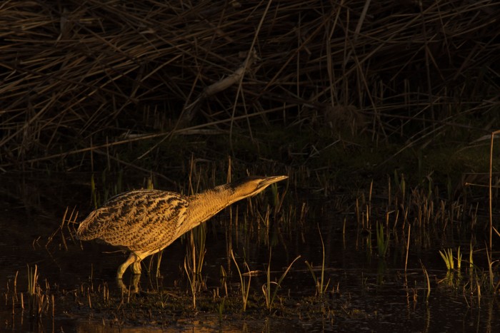 Bittern