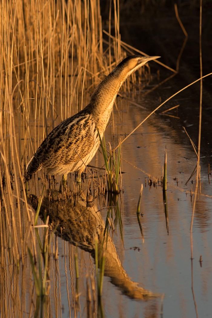 Bittern