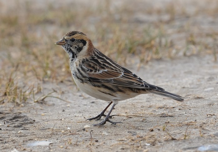Lapland Bunting