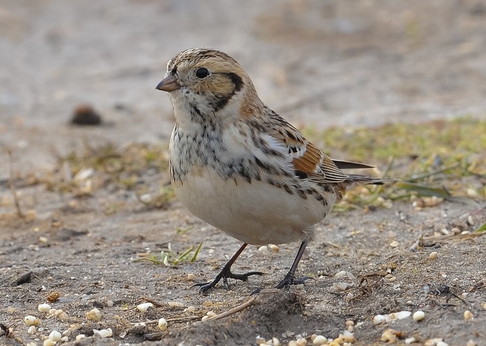 Lapland Bunting