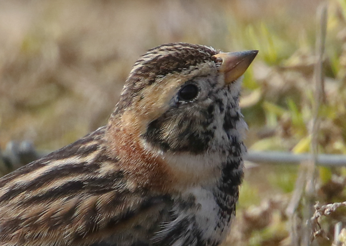 Lapland Bunting