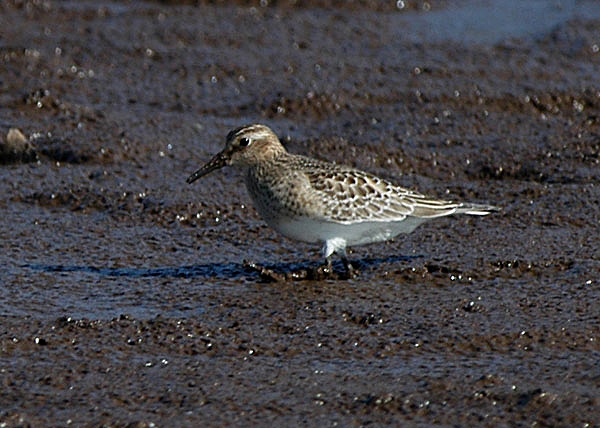 Baird's Sandpiper