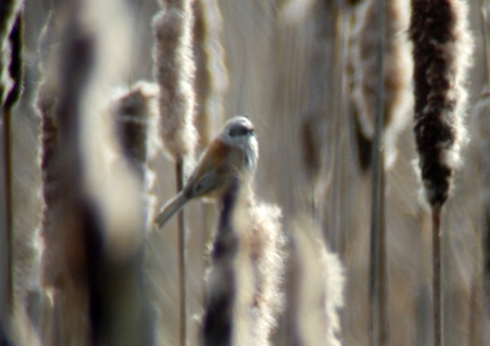 Penduline Tit