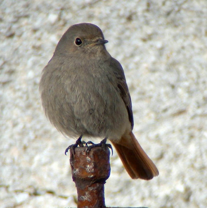 Black Redstart