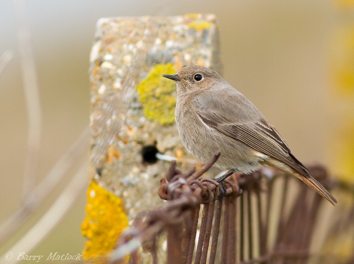 Black Redstart