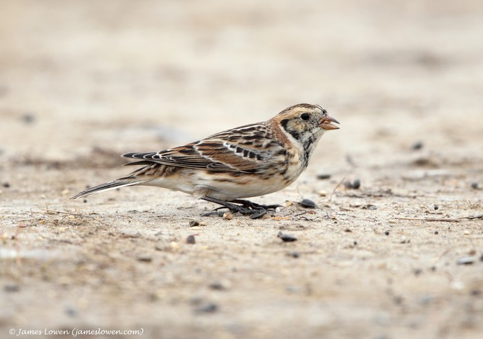 Lapland Bunting