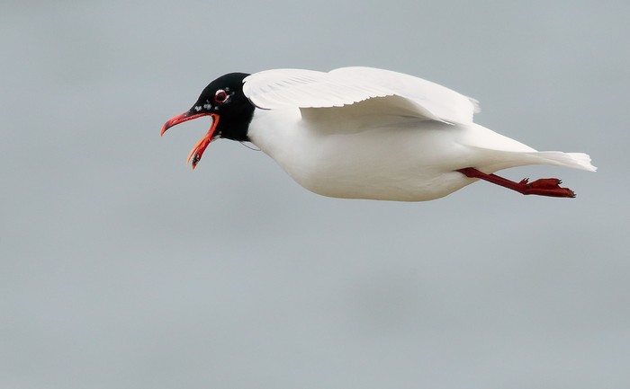 Mediterranean Gull