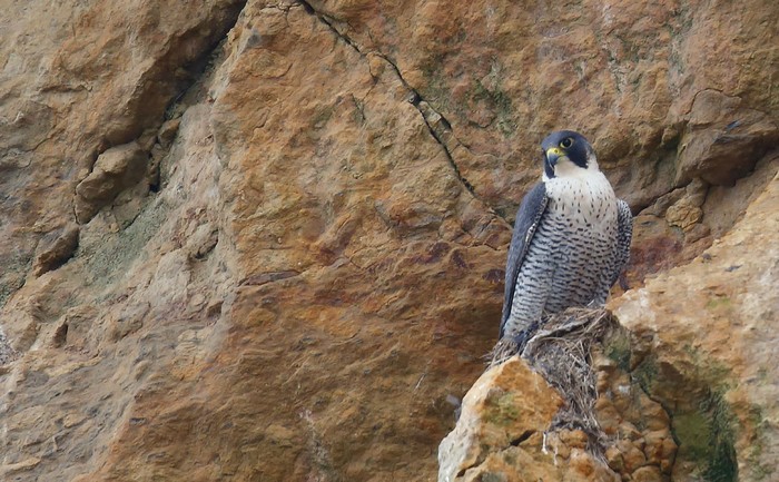 Peregrine