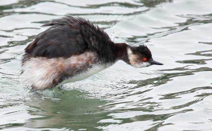 Black-necked Grebe