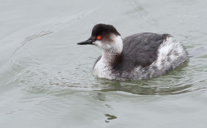 Black-necked Grebe