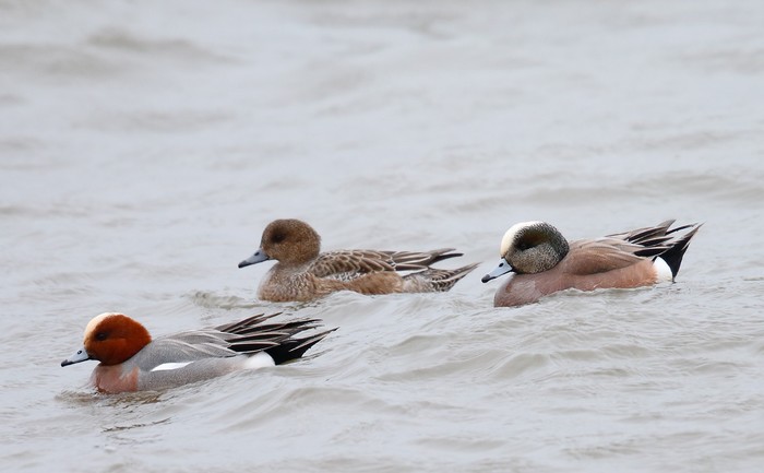 American Wigeon