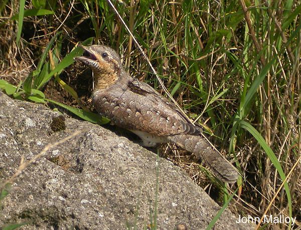 Wryneck
