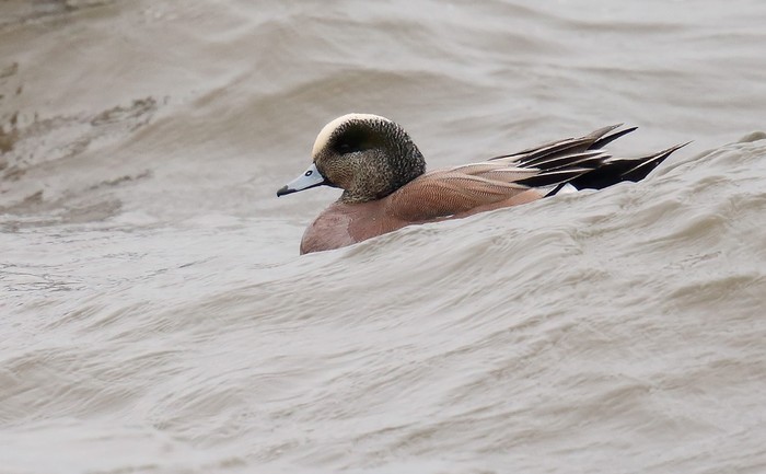 American Wigeon