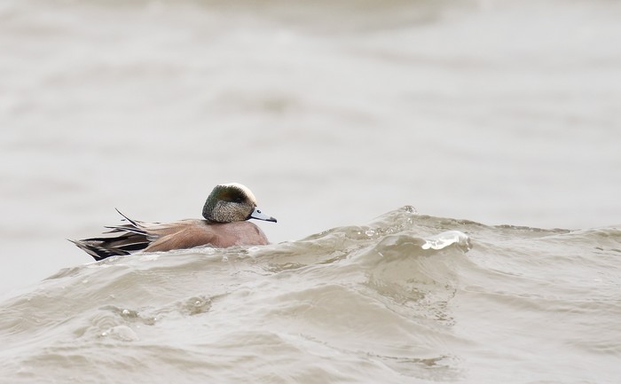 American Wigeon
