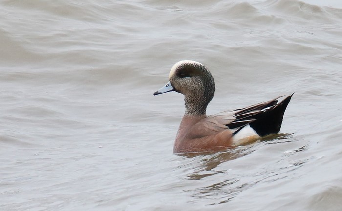 American Wigeon