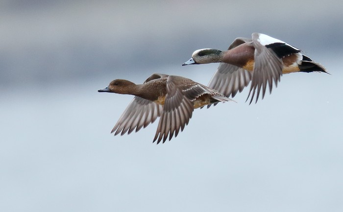 American Wigeon
