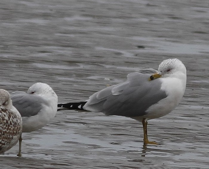 Ring-billed Gull