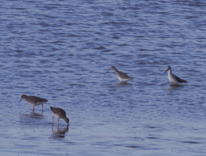 Spotted Redshank
