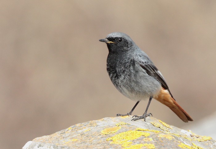 Black Redstart