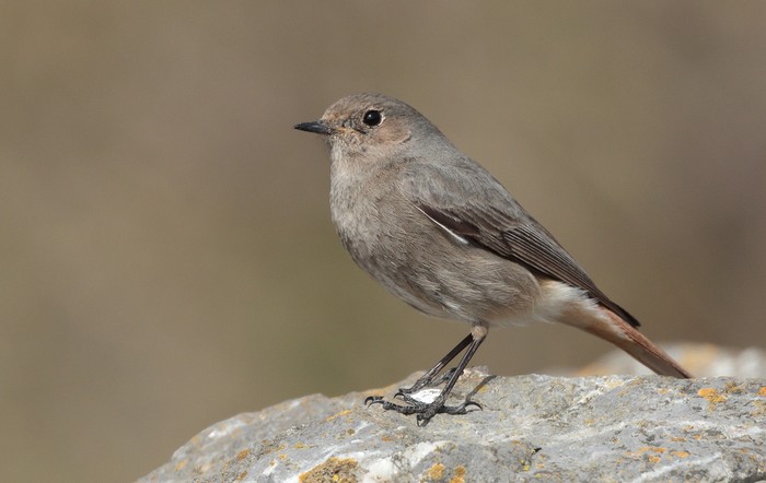Black Redstart