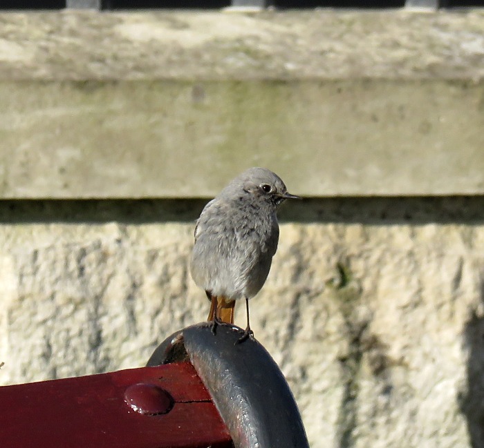 Black Redstart