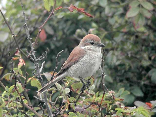 Red-backed Shrike