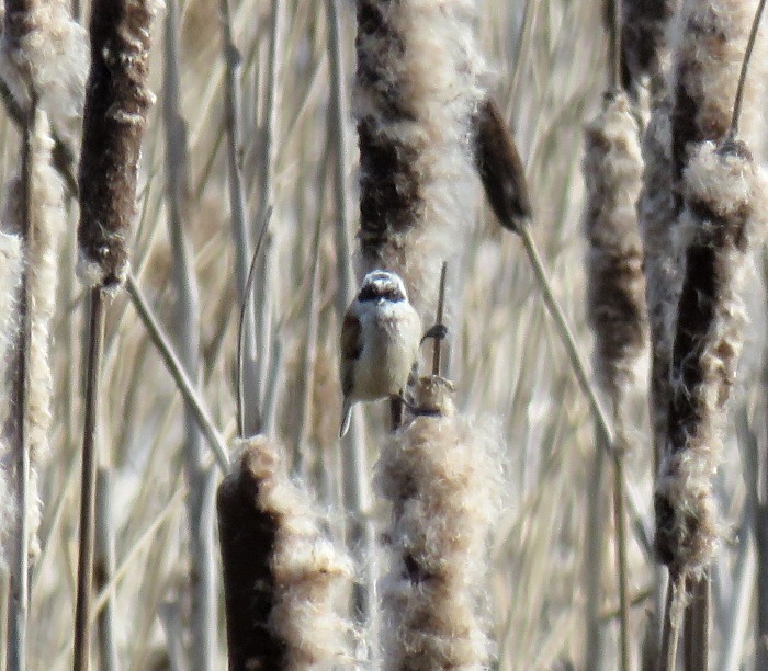 Penduline Tit