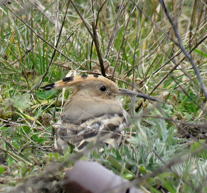 Hoopoe