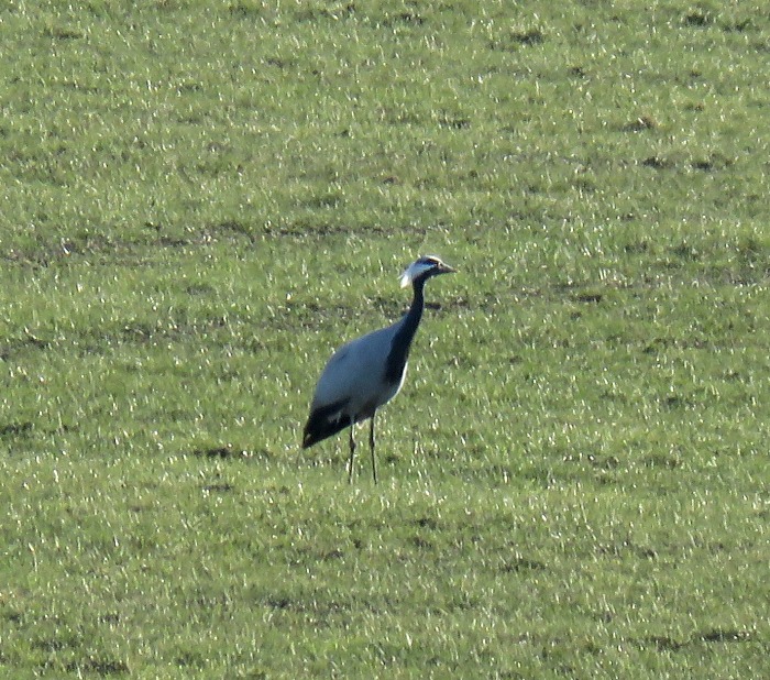 Demoiselle Crane