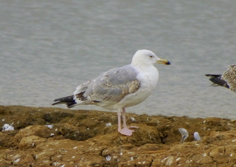 Caspian Gull