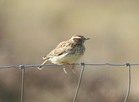 Woodlark