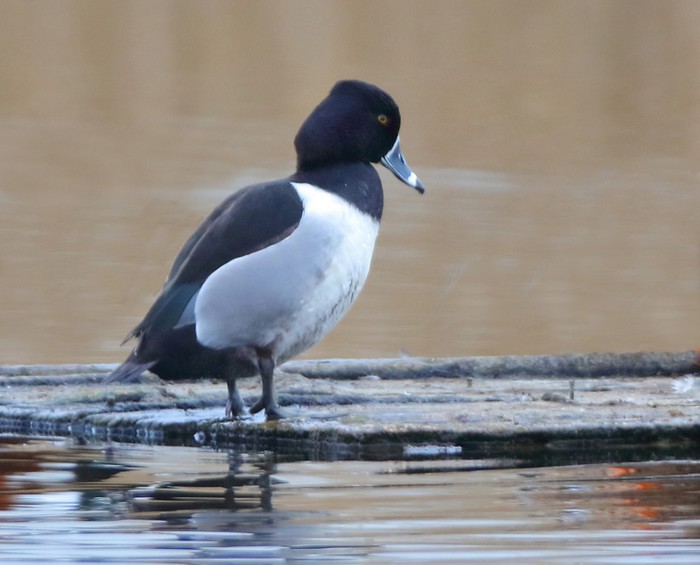 Ring-necked Duck