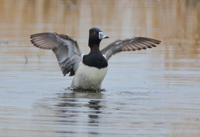 Ring-necked Duck