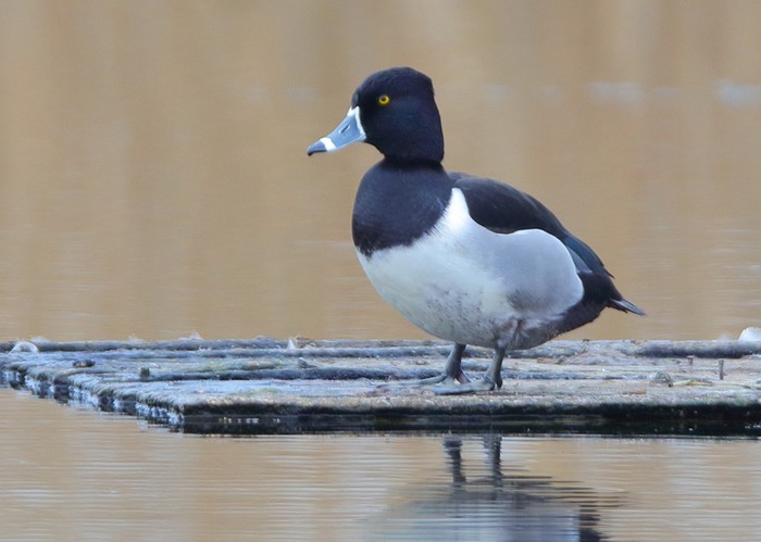 Ring-necked Duck