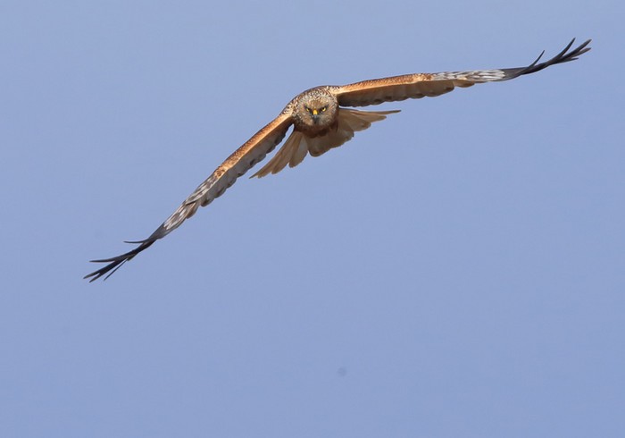 Marsh Harrier