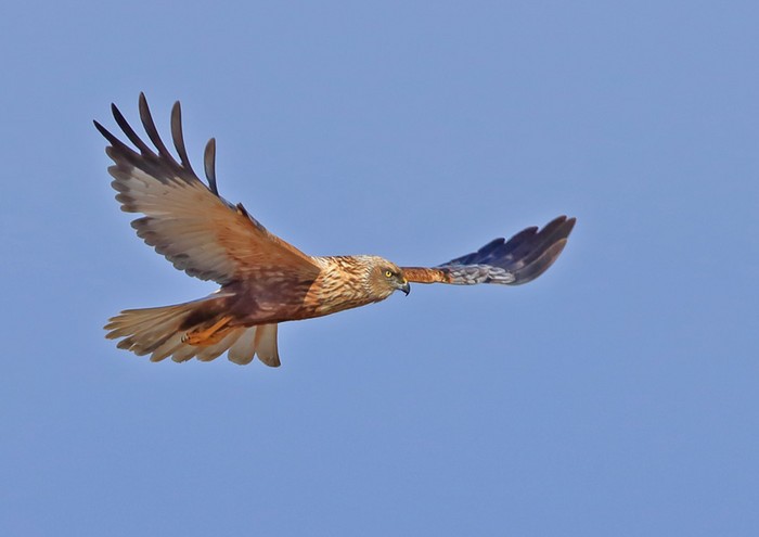 Marsh Harrier