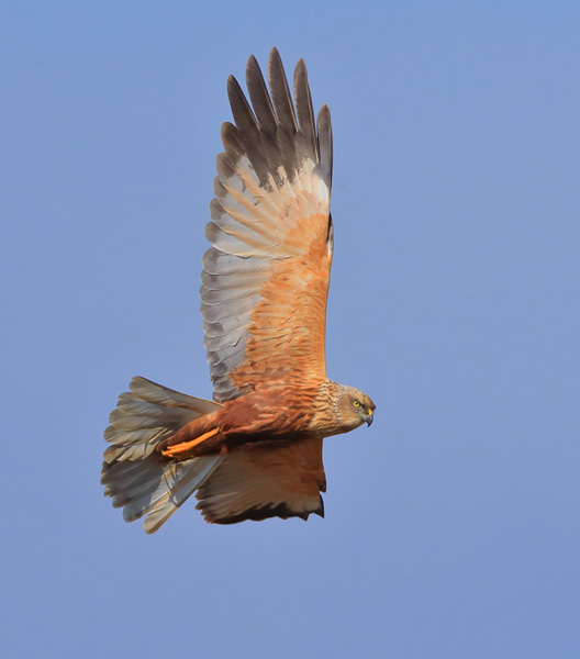 Marsh Harrier