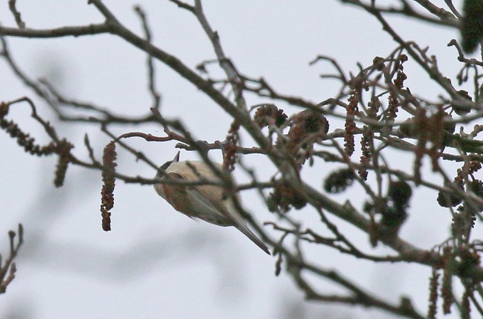 Penduline Tit