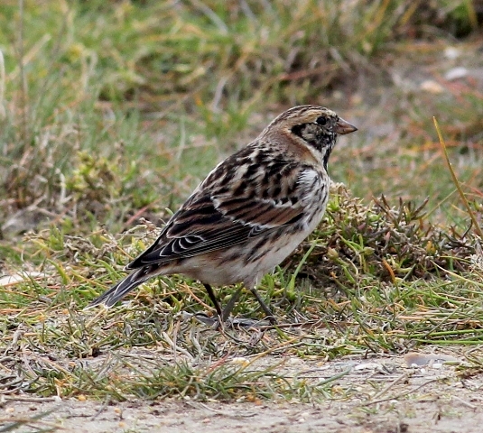 Lapland Bunting