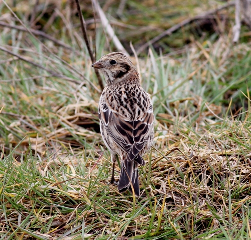 Lapland Bunting