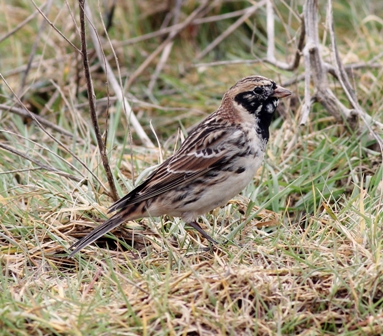 Lapland Bunting