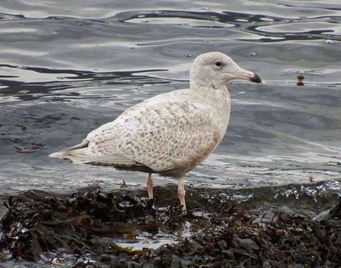 Glaucous Gull